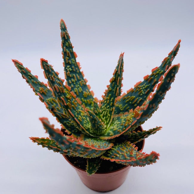 Aloe  Calamazag Plant Nursery