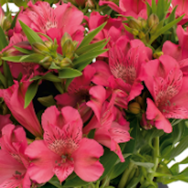 Alstroemeria Inca 'Candy'  - Hardy Perennial Plant
