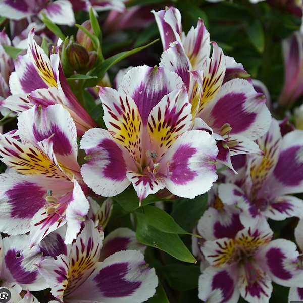 Alstroemeria Inca 'Magic'  - Hardy Perennial Plant