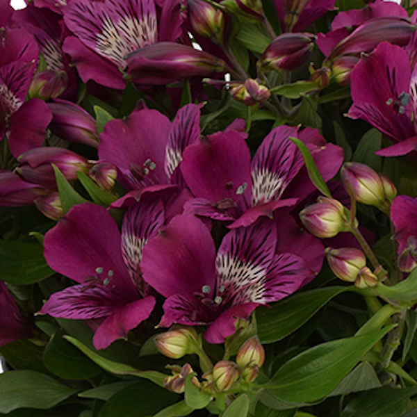 Alstroemeria Inca 'Noble'  - Hardy Perennial Plant