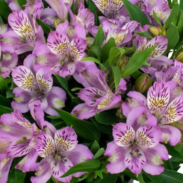 Alstroemeria Inca 'Ocean'  - Hardy Perennial Plant