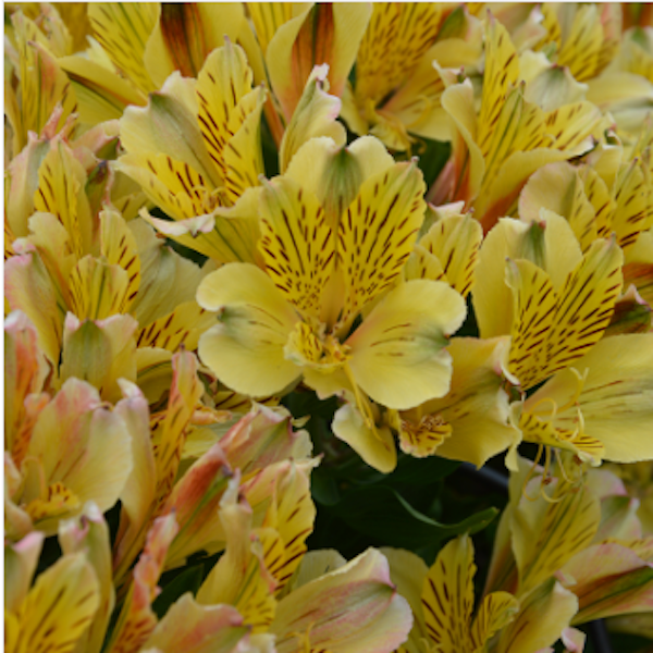 Alstroemeria Inca 'Rio'  - Hardy Perennial Plant