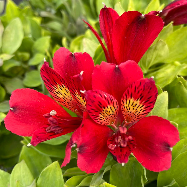 Alstroemeria Inca 'Vito'  - Hardy Perennial Plant