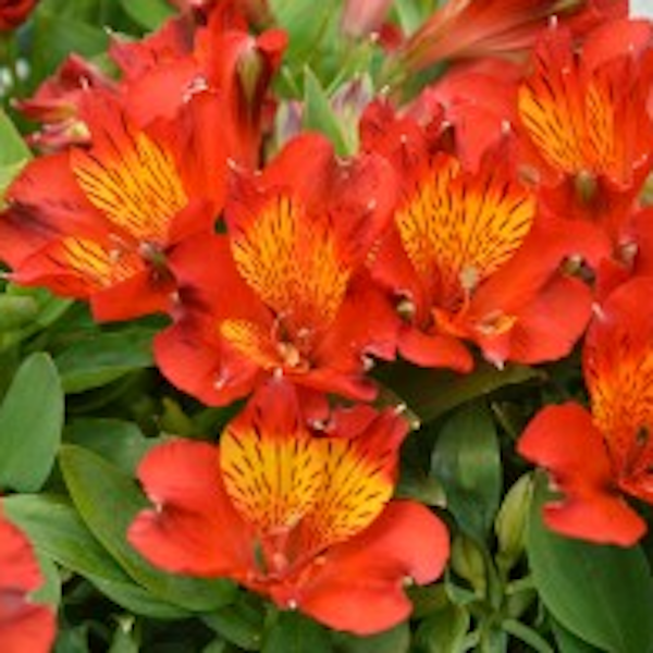 Alstroemeria Inca 'Holland'  - Hardy Perennial Plant