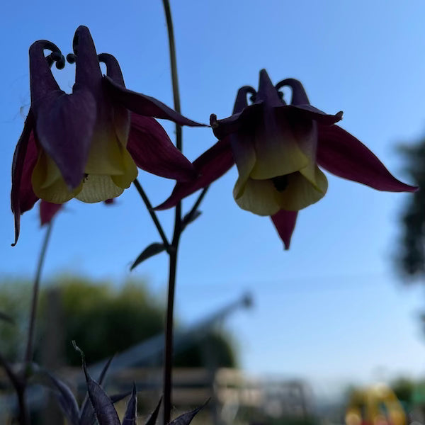 Aquilegia Columbine 'atropurpurea' Granny's Bonnet