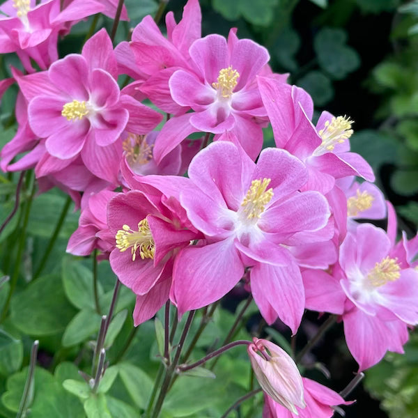Aquilegia Columbine ' Winky Rosey Rose' Granny's Bonnet - Hardy Perennial Plant