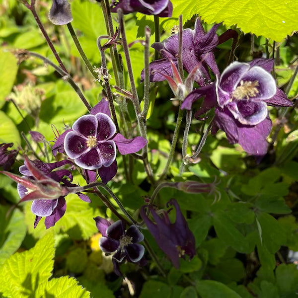Aquilegia 'William Guiness' Granny's Bonnet