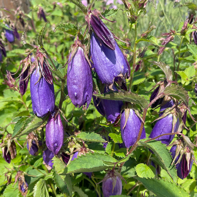 Campanula punctata 'Sarastro' - Hardy Perennial Plant