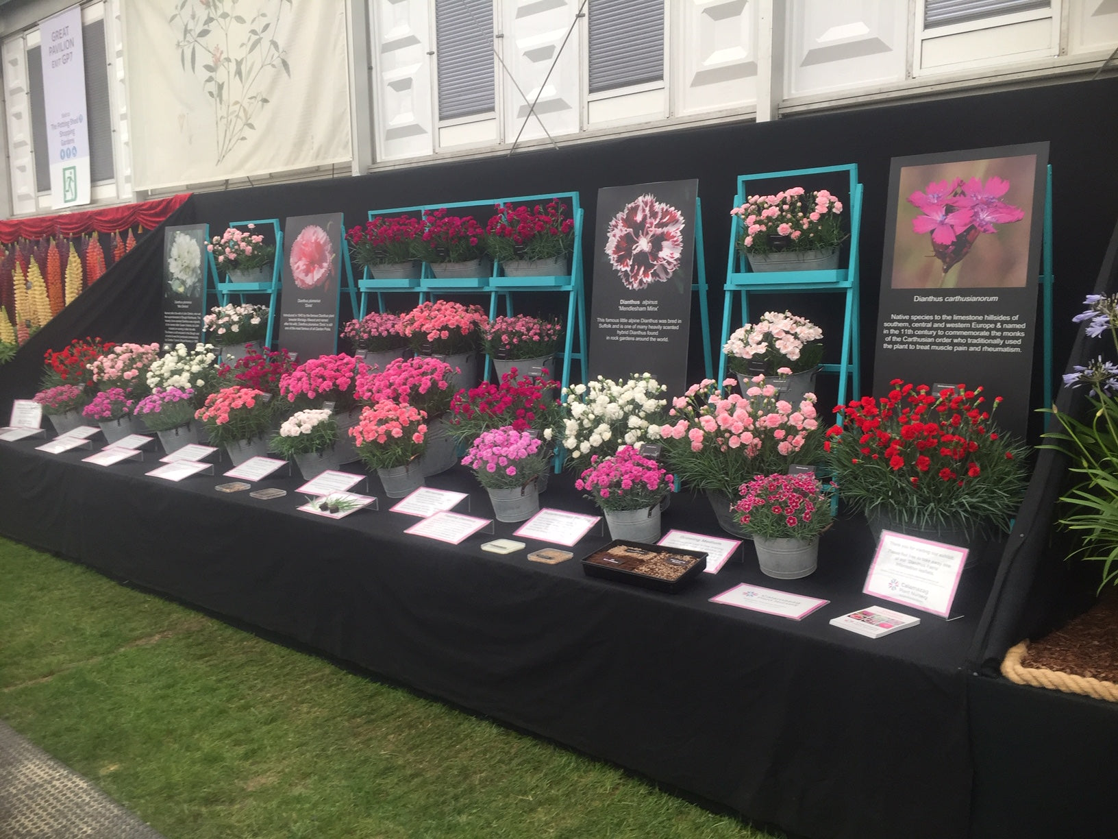 Our Chelsea Gold Medal Display
