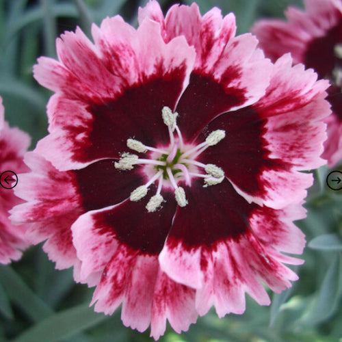 Dianthus Alpine 'Cherry Burst'. Hardy scented garden ready plant.