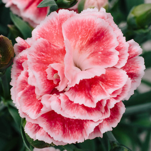 Dianthus plumarius 'Sugar Coral'