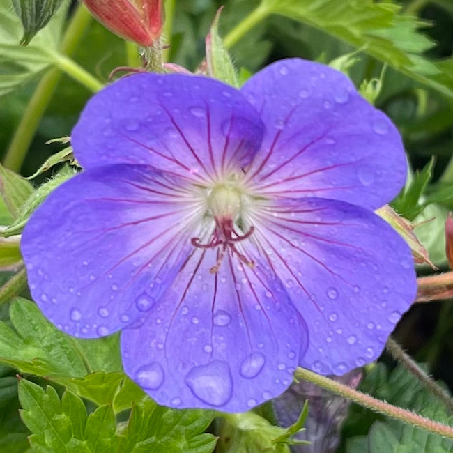 Geranium 'Rozanne' - Hardy Perennial Plant