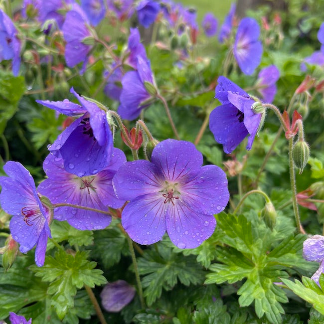 Geranium 'Rozanne' - Hardy Perennial Plant