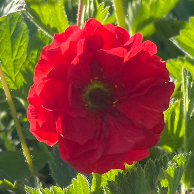 Geum chiloense 'Blazing Sunset'- Hardy Perennial Plant