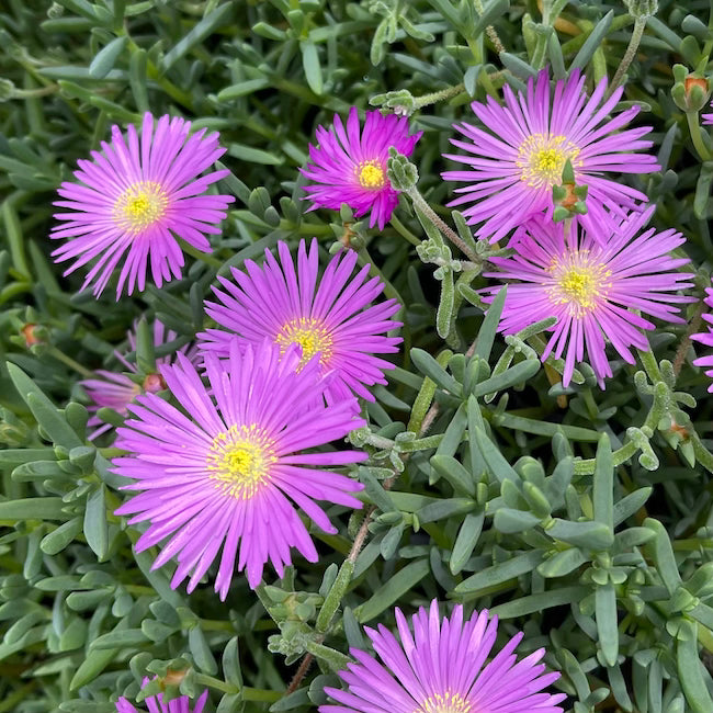 Lampranthus 'Lilac'