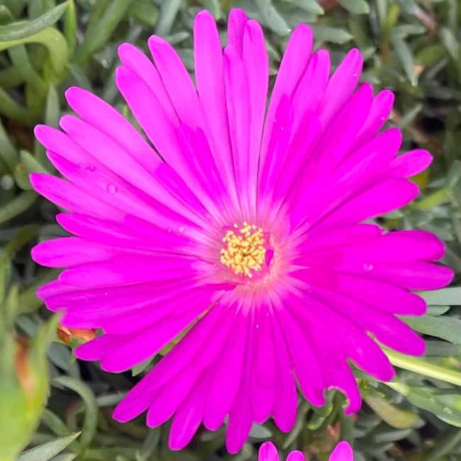 Lampranthus 'Tresco Magenta'