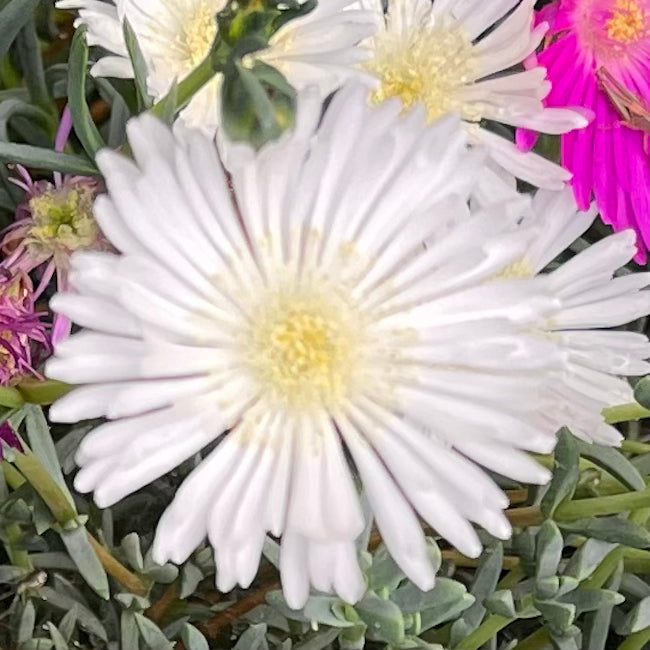 Lampranthus 'White'