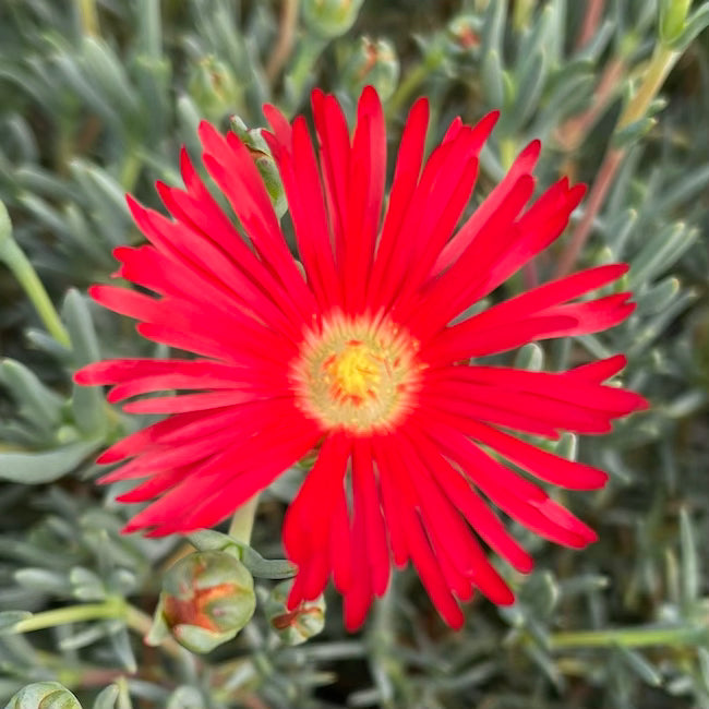 Lampranthus 'Tresco Brilliant'