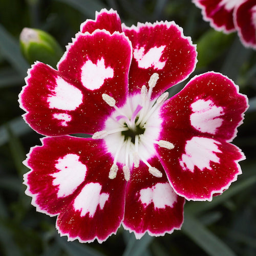 Dianthus Alpine 'Morello Star'. Hardy scented garden ready plant.