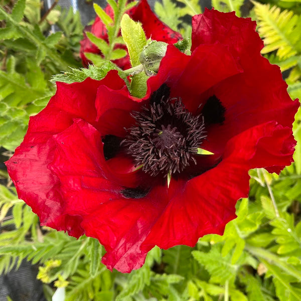 Papaver Orientale 'Beauty of Livermere'