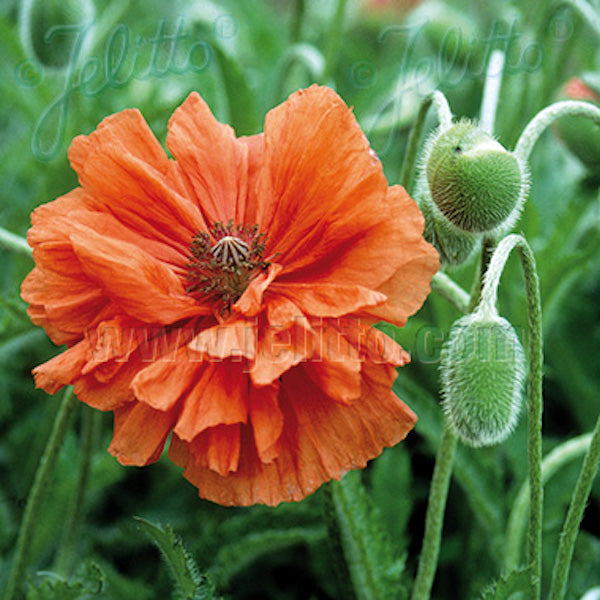 Papaver Orientale 'May Queen'