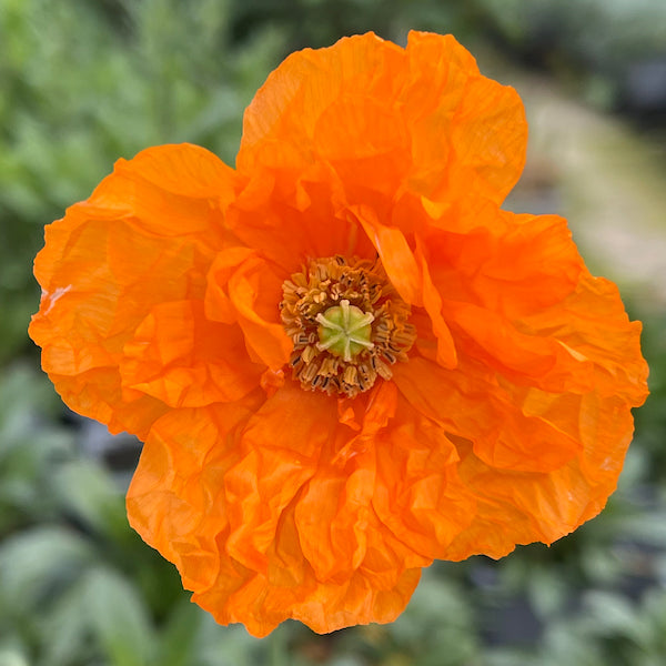 Papaver rupifragum 'flora pleno'