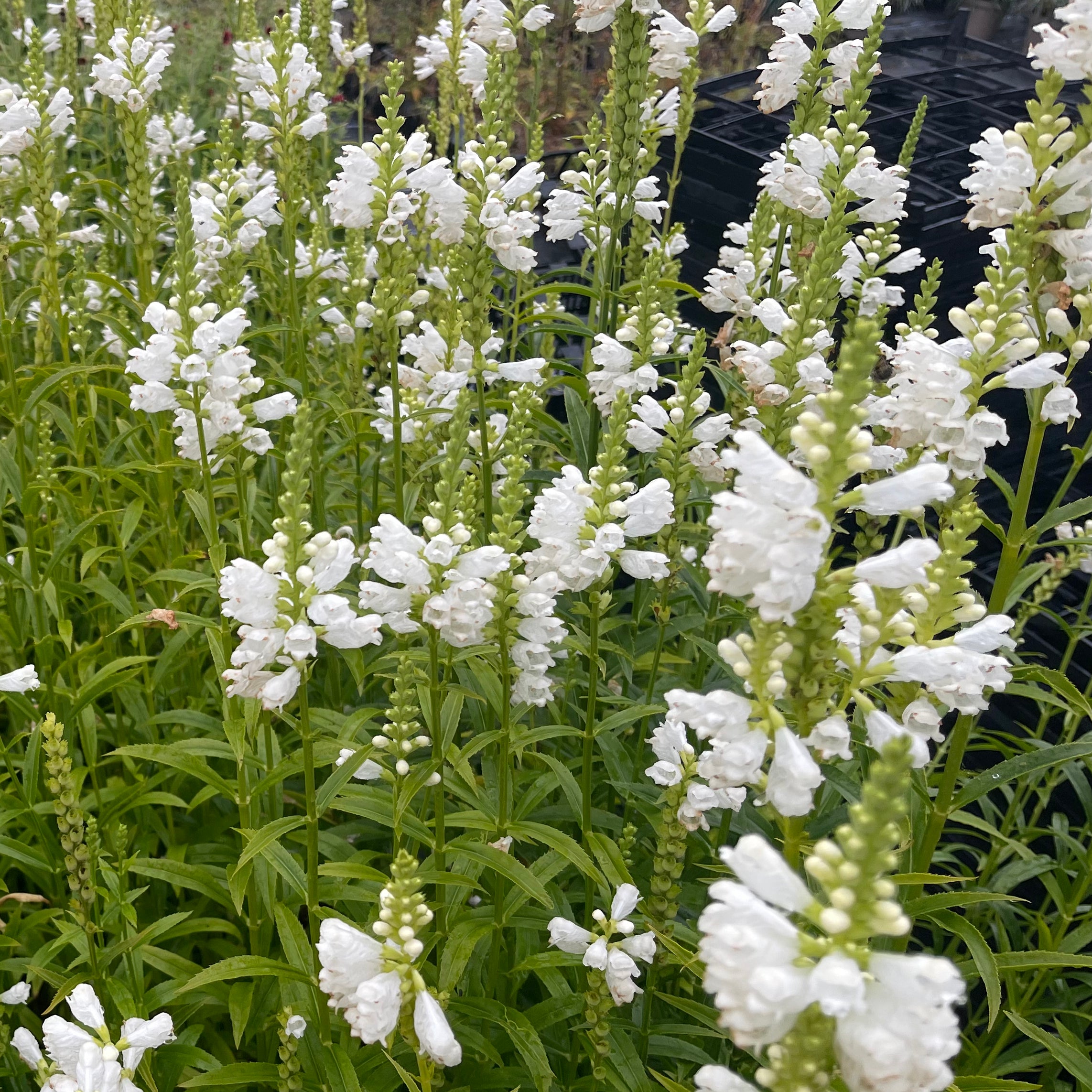 Physostegia virginiana clearance