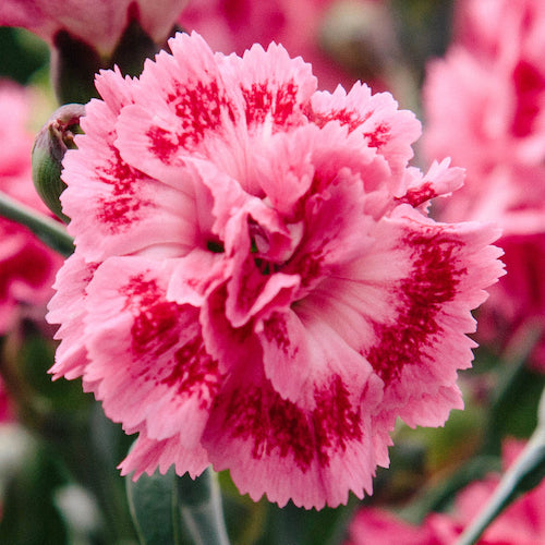 Dianthus plumarius 'Sugar Raspberry'