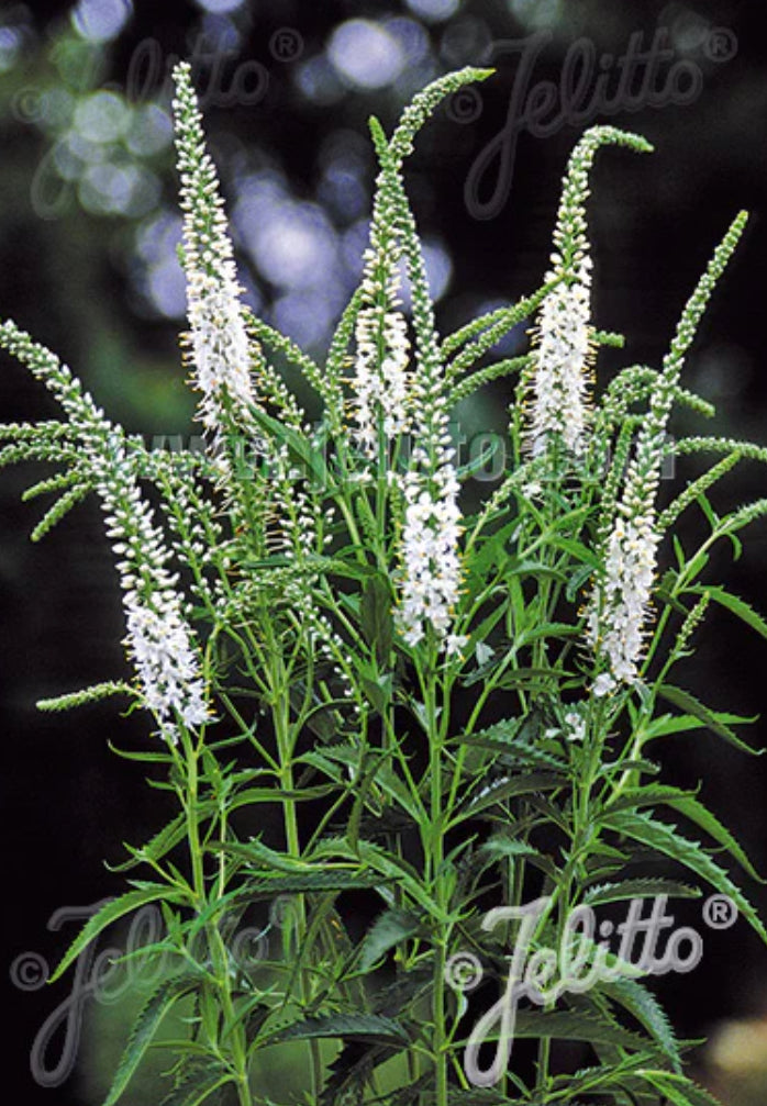 Veronica longifolia 'Alba'- Hardy Perennial Plant
