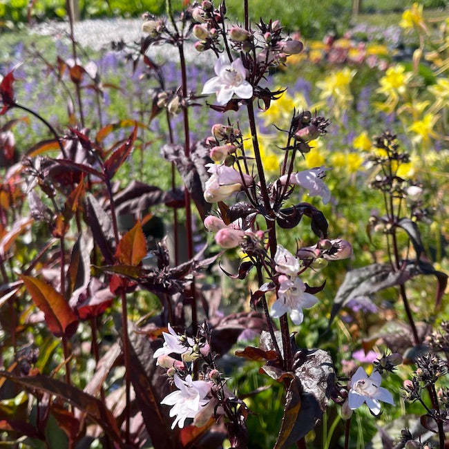 Penstemon digitalis 'Husker Red'