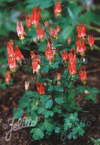 Aquilegia canadensis 'Canada' Granny's Bonnet - Hardy Perennial Plant