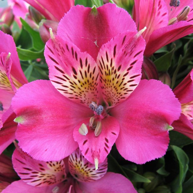 Alstroemeria Inca 'Goal'  - Hardy Perennial Plant