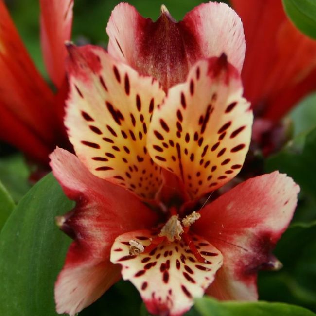 Alstroemeria Inca 'Husky'  - Hardy Perennial Plant