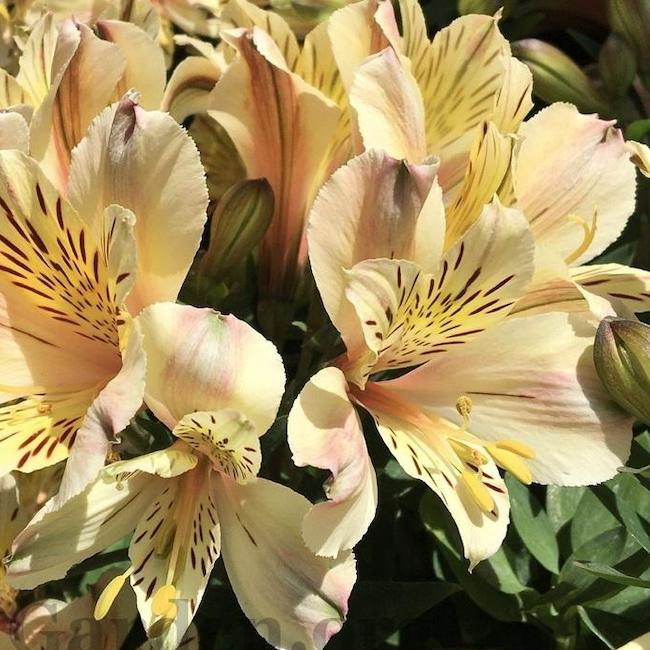 Alstroemeria Inca 'Sundance'  - Hardy Perennial Plant