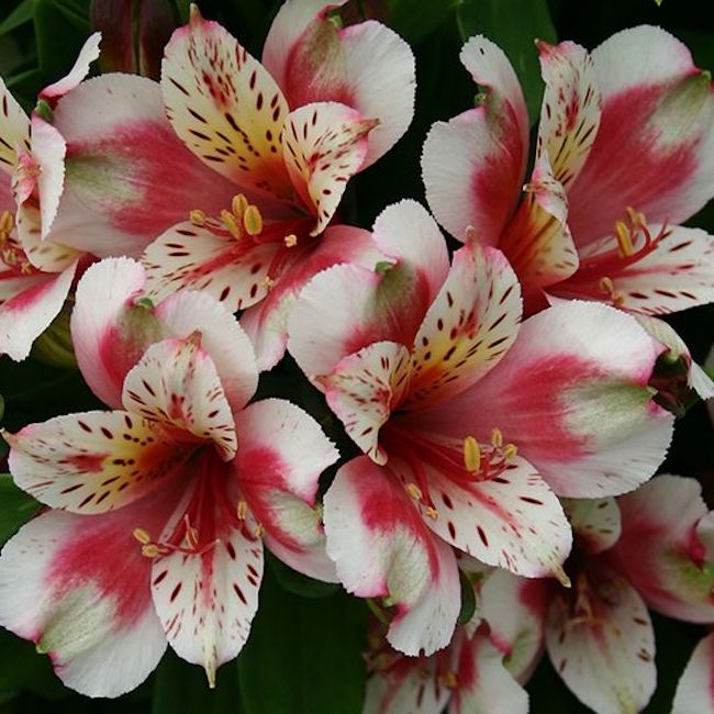 Alstroemeria Inca 'Sweety'  - Hardy Perennial Plant