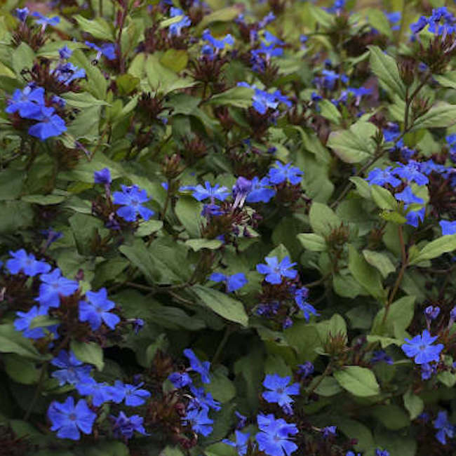 Ceratostigma plumbaginoides (Hardy Plumbago)