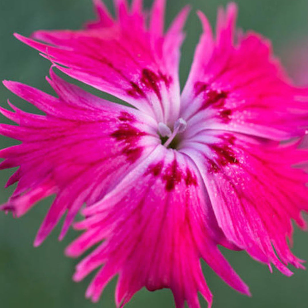 Dianthus grantianopolitanus 'Cheddar Pink'