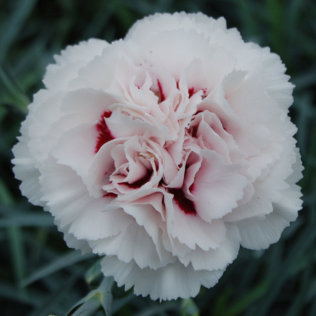 Dianthus plumarius Garden Pink  'Cranmere Pool'