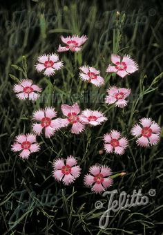 Dianthus gratianopolitanus 'Rosafeder'