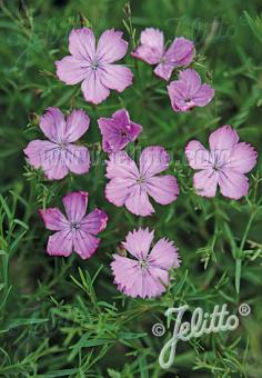 Dianthus nardiformis