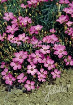 Dianthus pavonius