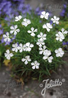 Dianthus petraeus