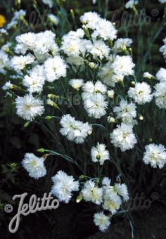 Dianthus plumarius 'Albus'