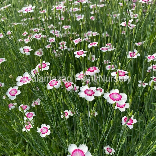 Dianthus deltoides 'Maiden Pink Arctic Fire'