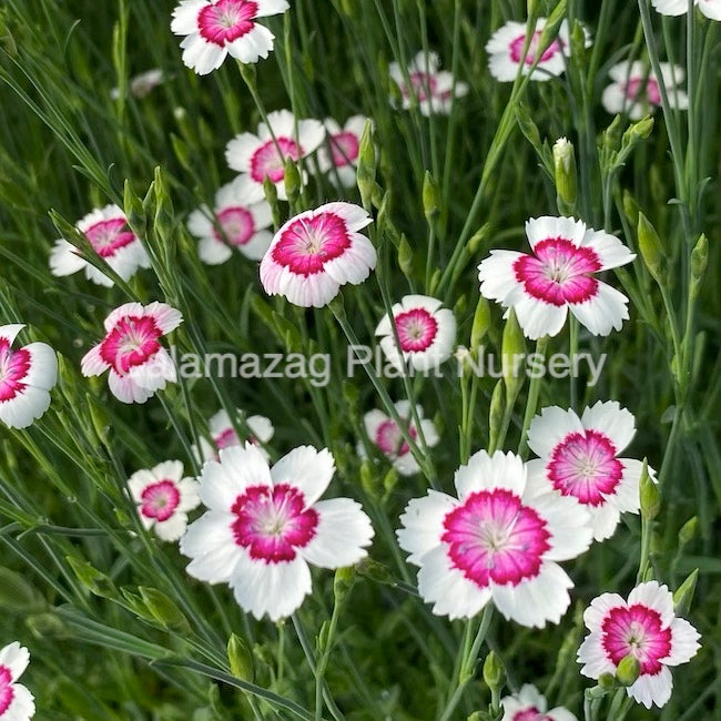 Dianthus deltoides 'Maiden Pink Arctic Fire'