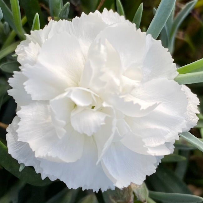 Dianthus Alpine Pink 'Arctic Star'
