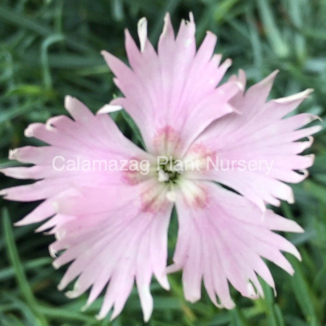 Dianthus brevicaulis