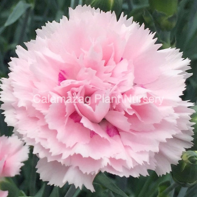 Dianthus plumarius Garden Pink 'Candy Floss'