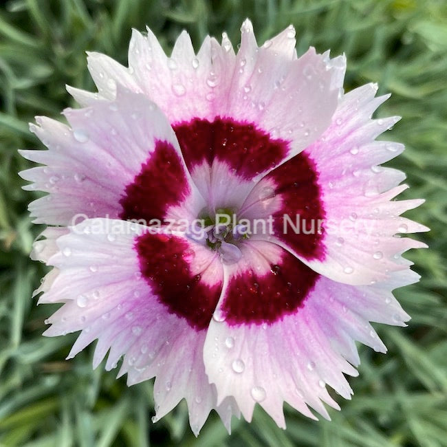 Dianthus plumarius Garden Pink  'Cherry Daiquiri'