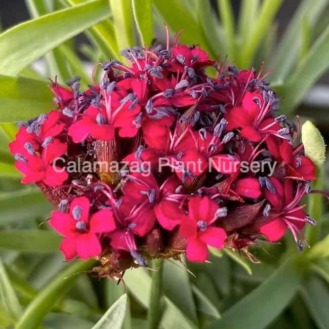 Dianthus cruentus